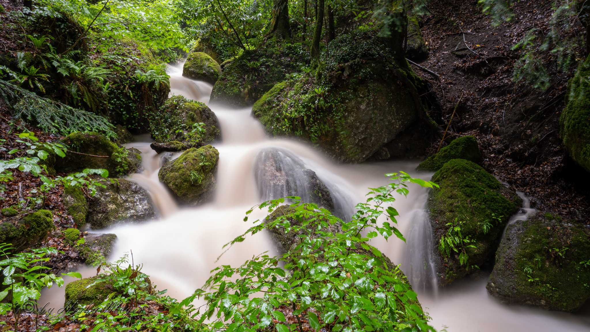 vitznau_waldbach_4589