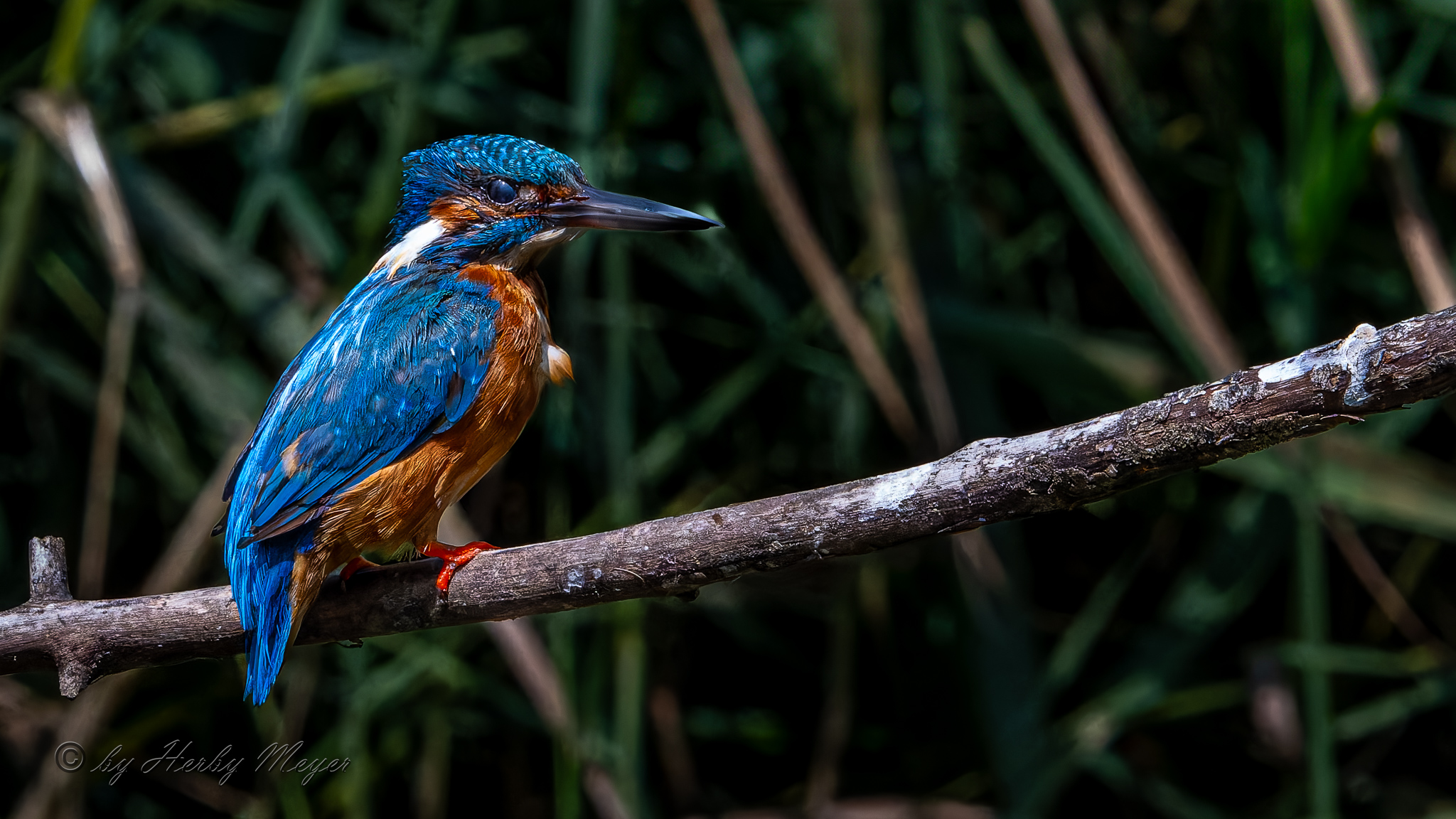 eisvogel_dsc_8269