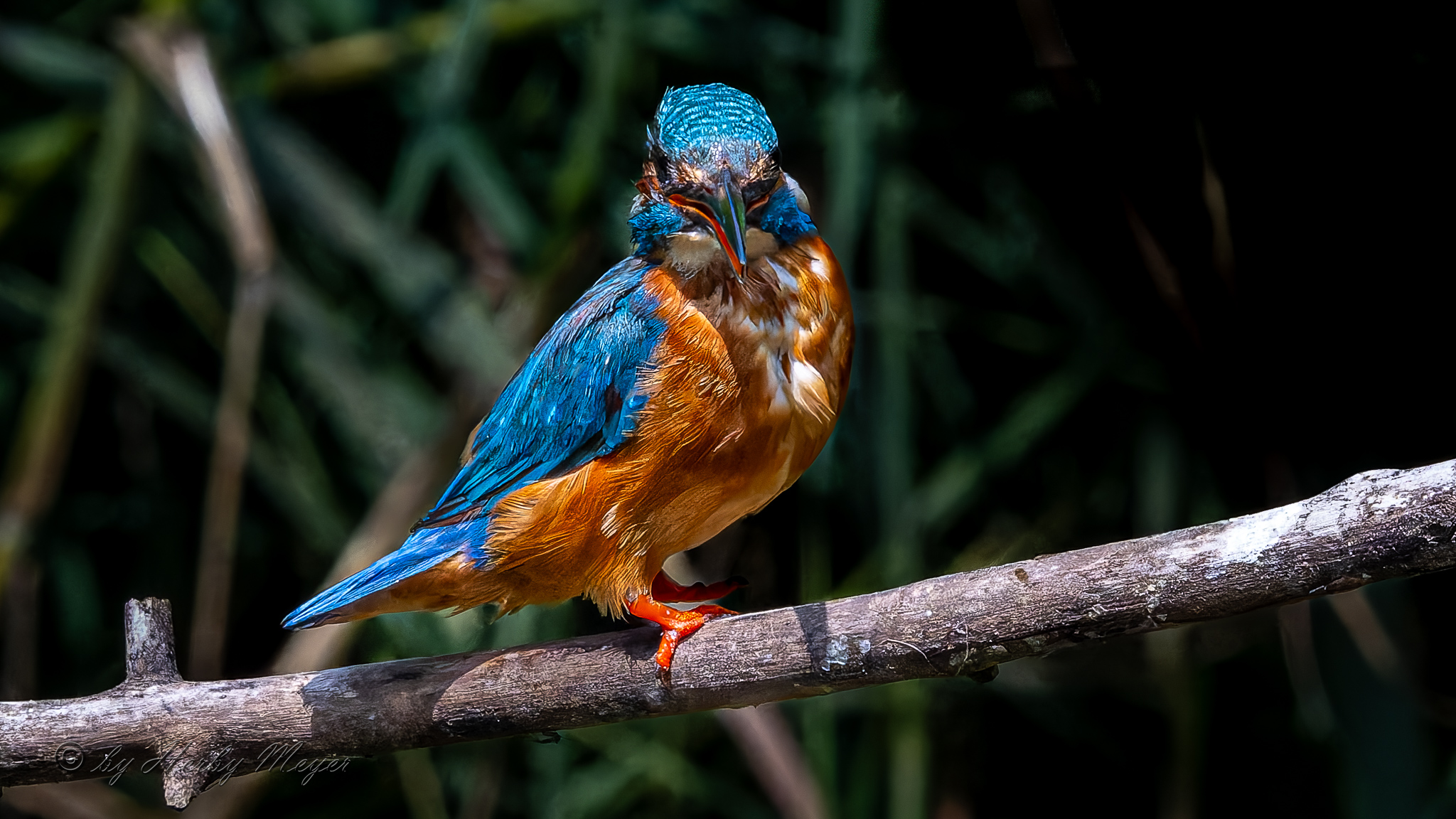 eisvogel_dsc_8270