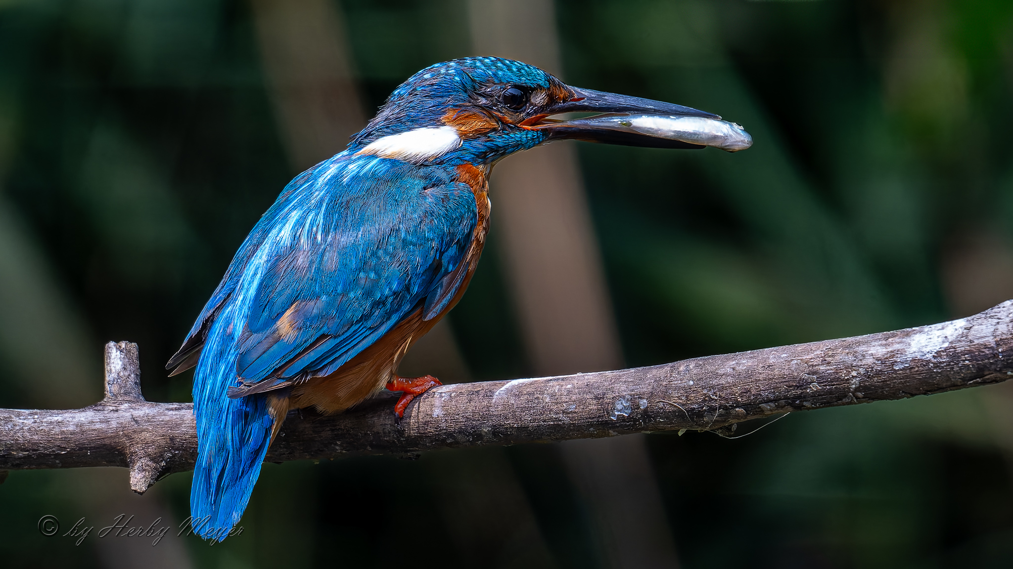 eisvogel_dsc_8280