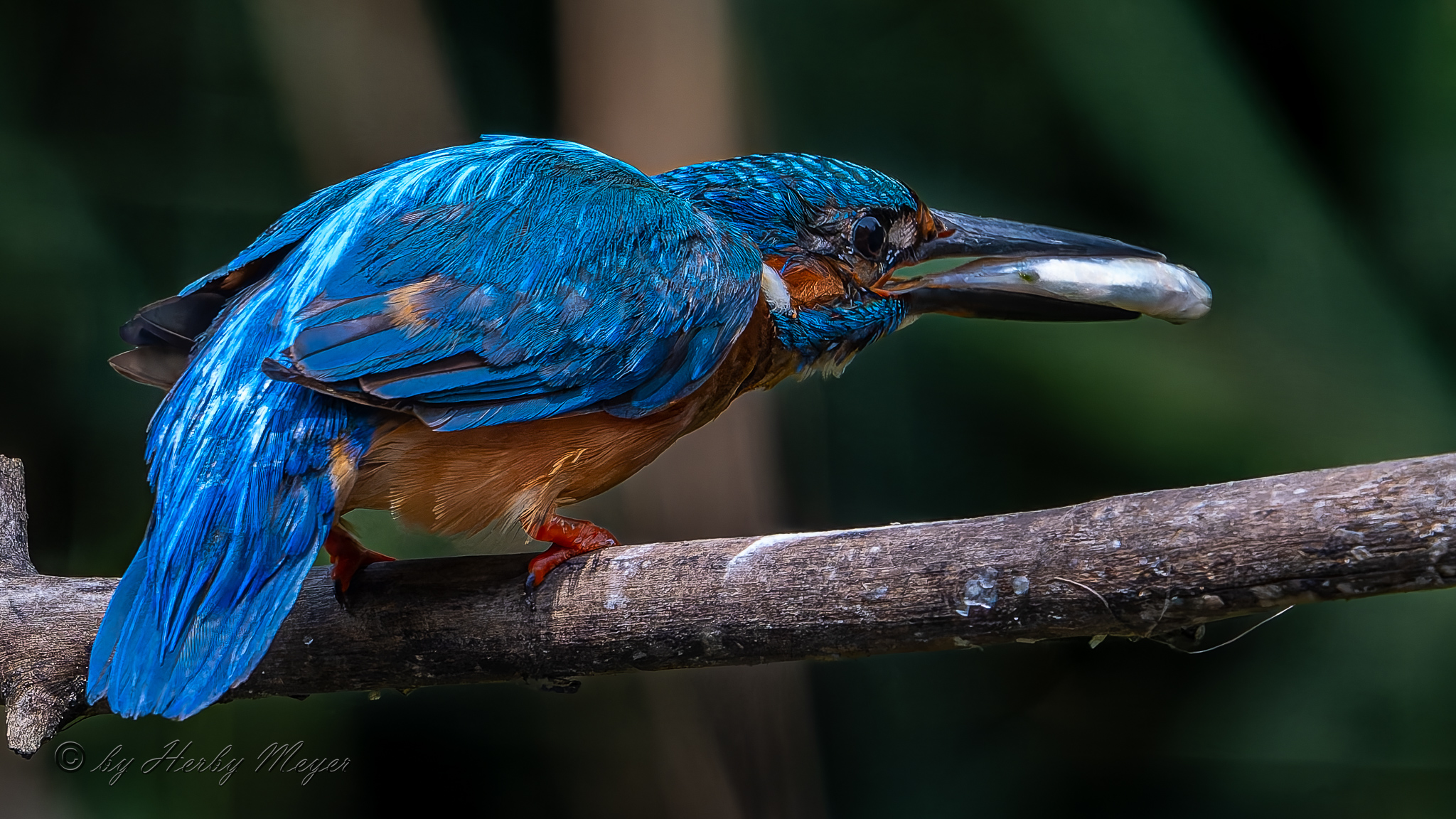eisvogel_dsc_8289