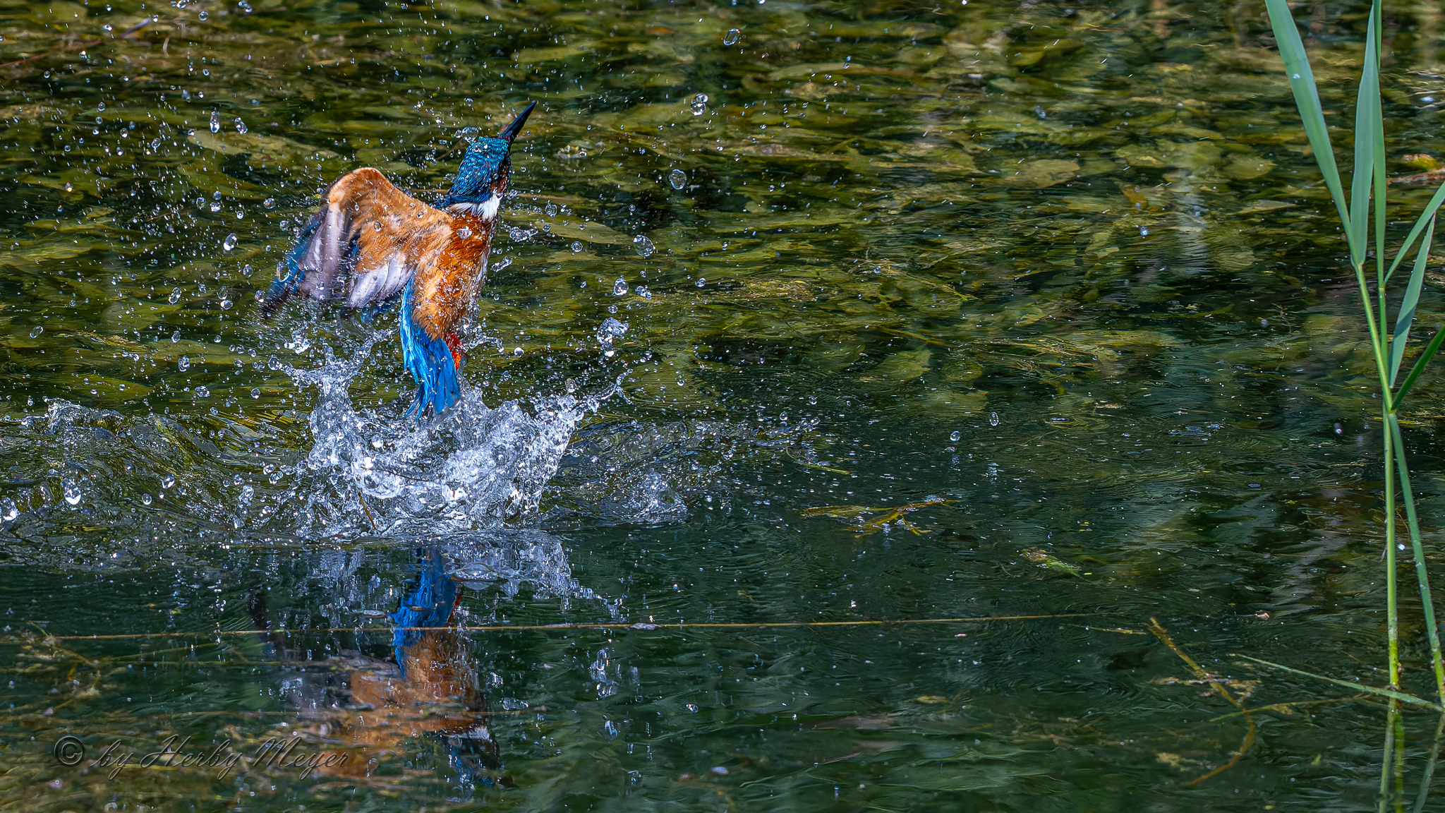eisvogel_dsc_8344