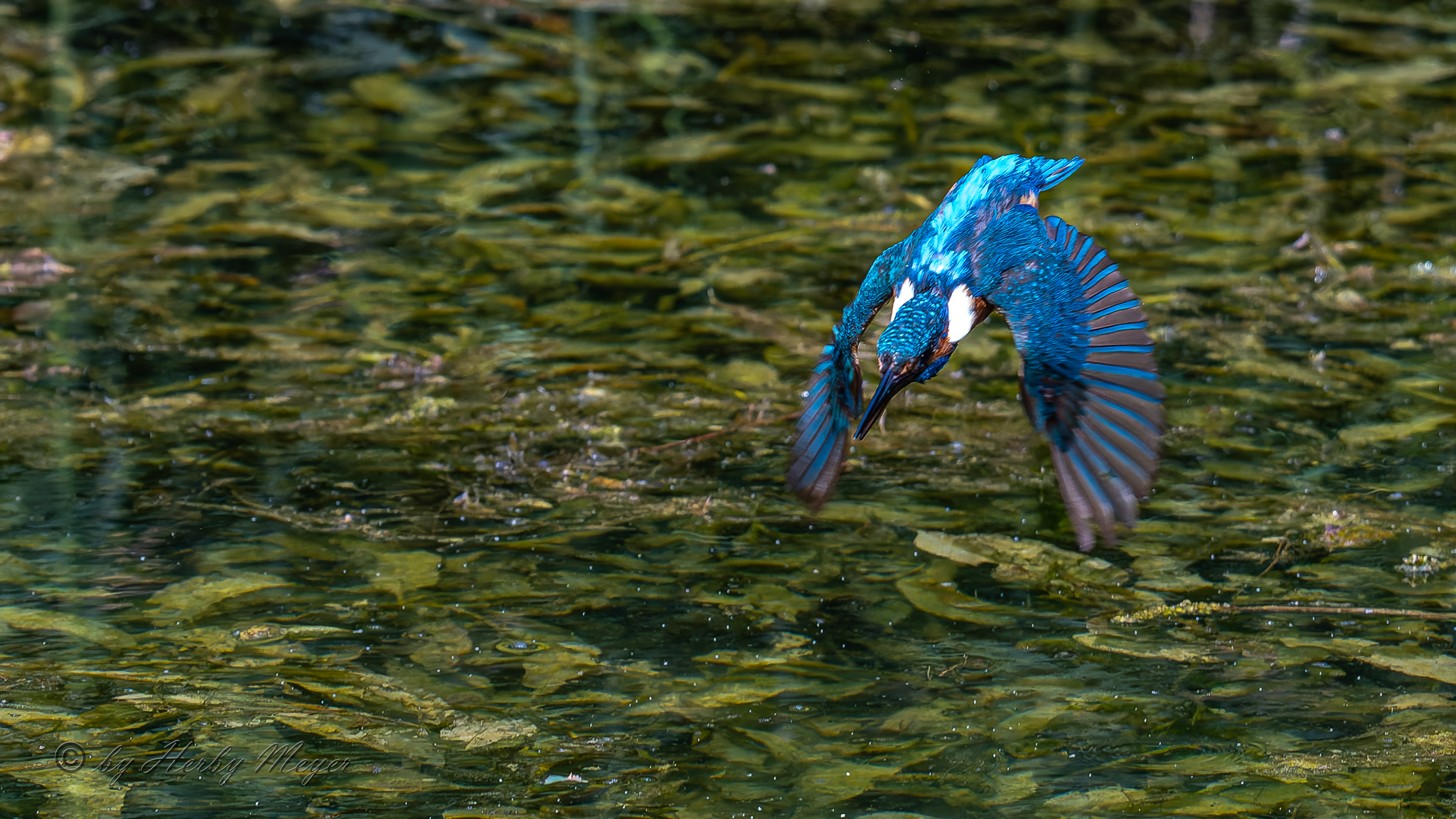 eisvogel_dsc_8352