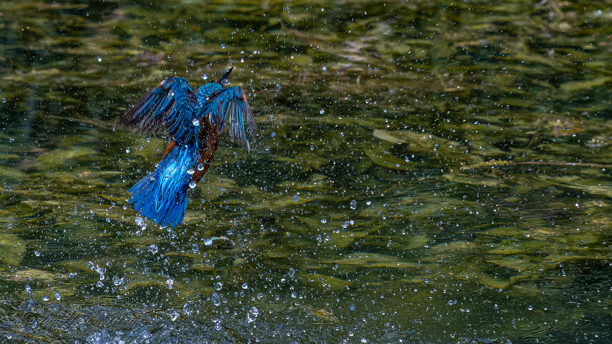 eisvogel_dsc_8356