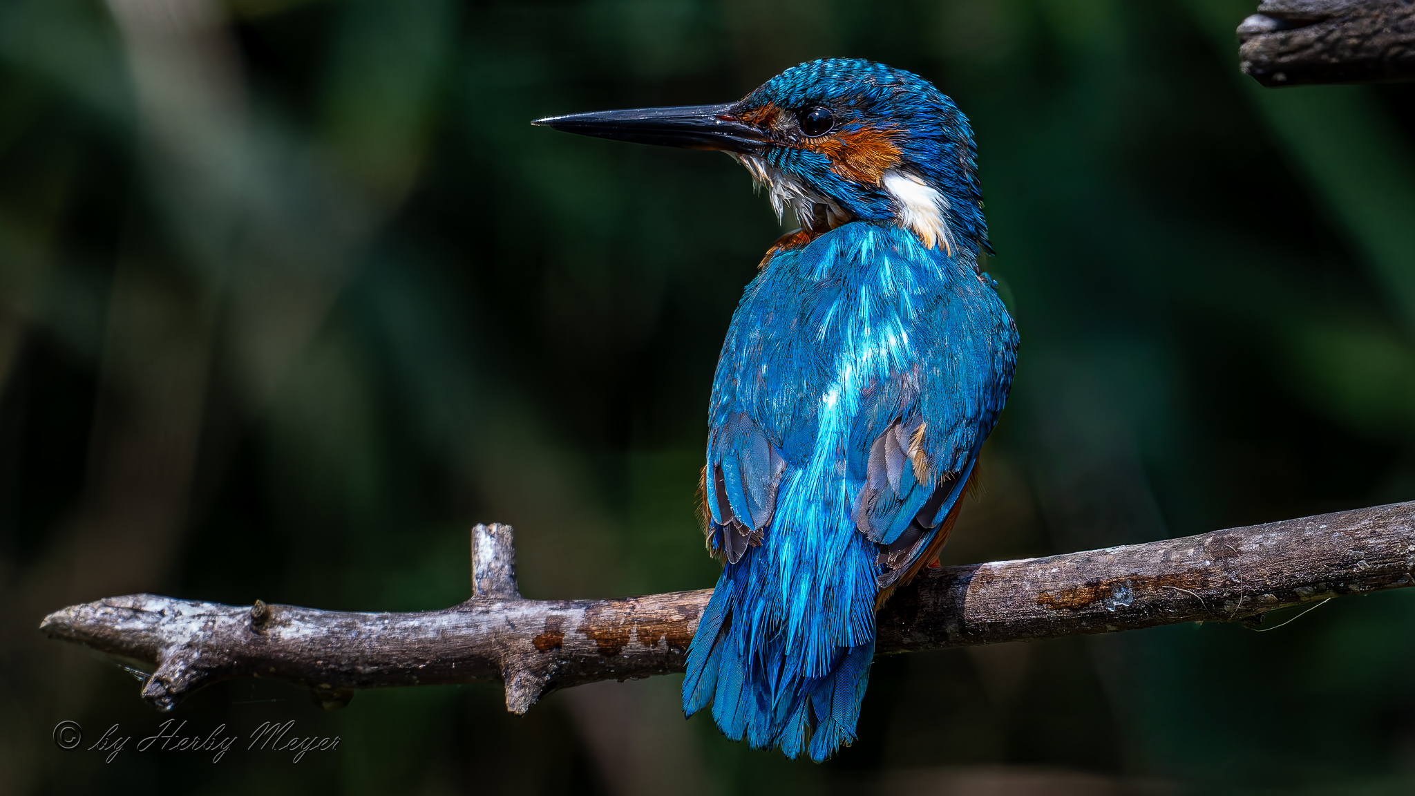 eisvogel_dsc_8376