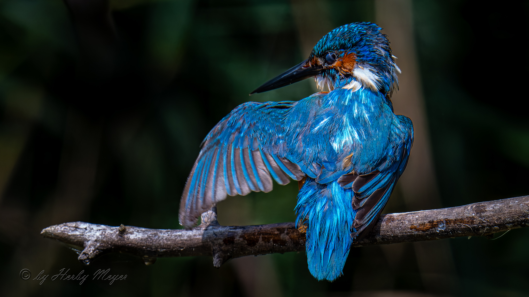 eisvogel_dsc_8380