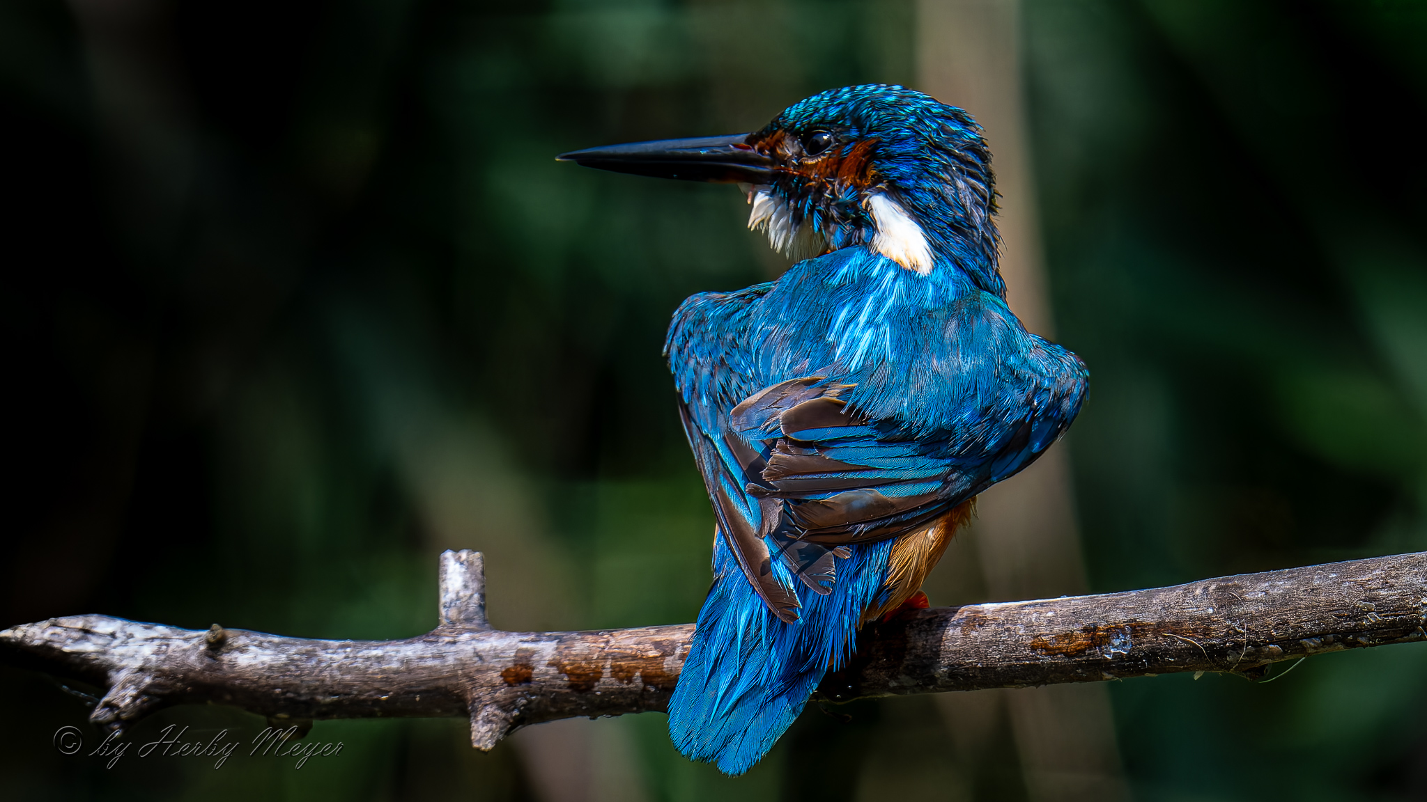 eisvogel_dsc_8390