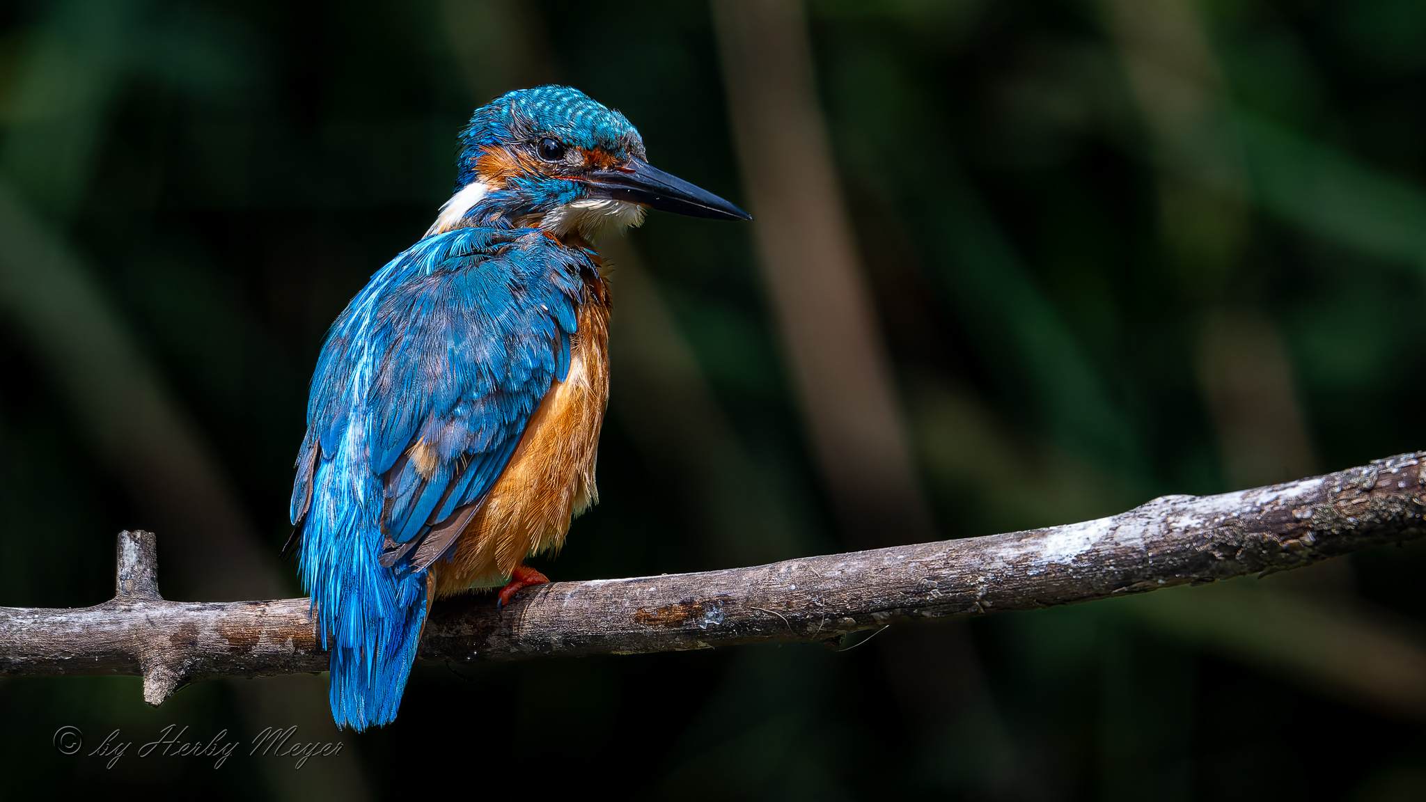 eisvogel_dsc_8409