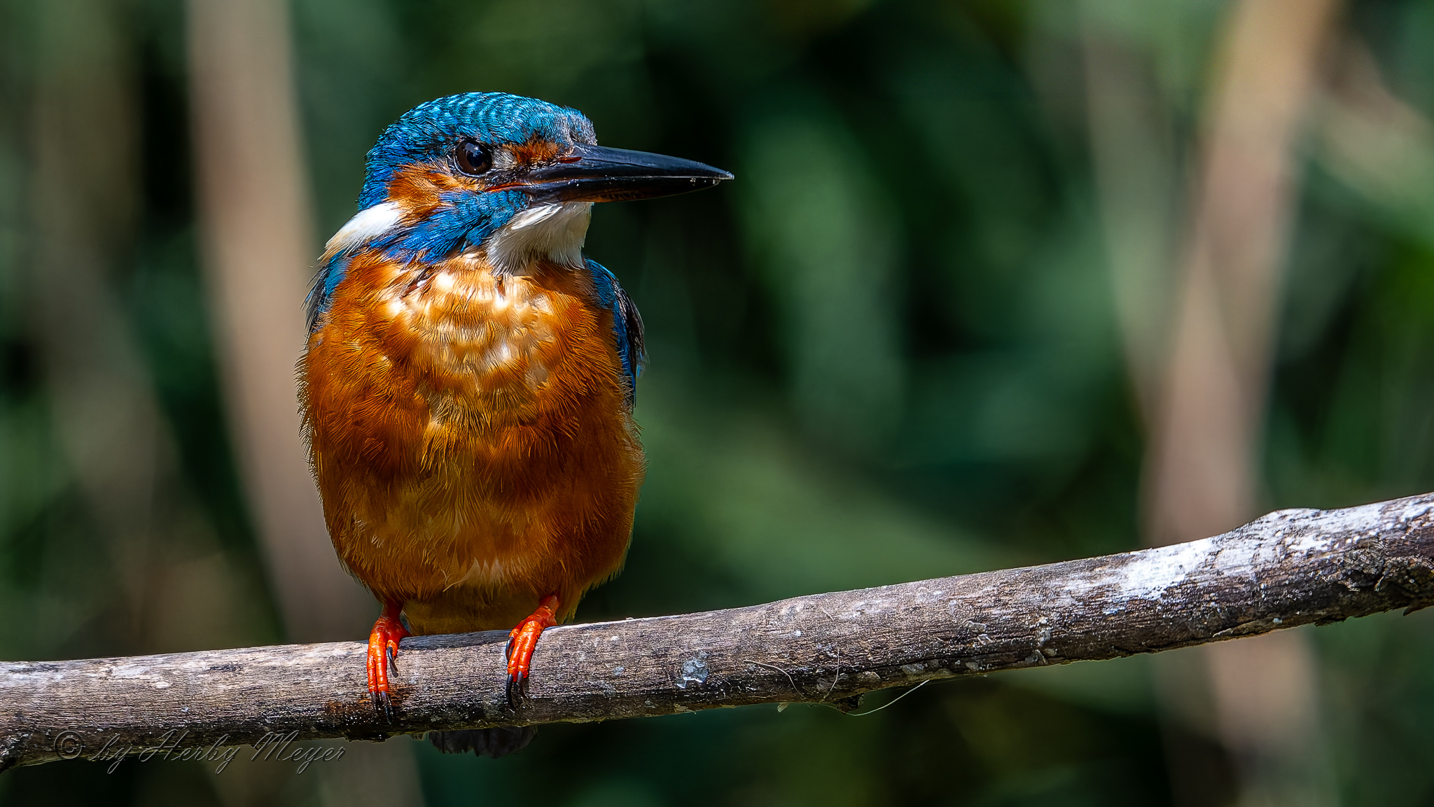 eisvogel_dsc_8442