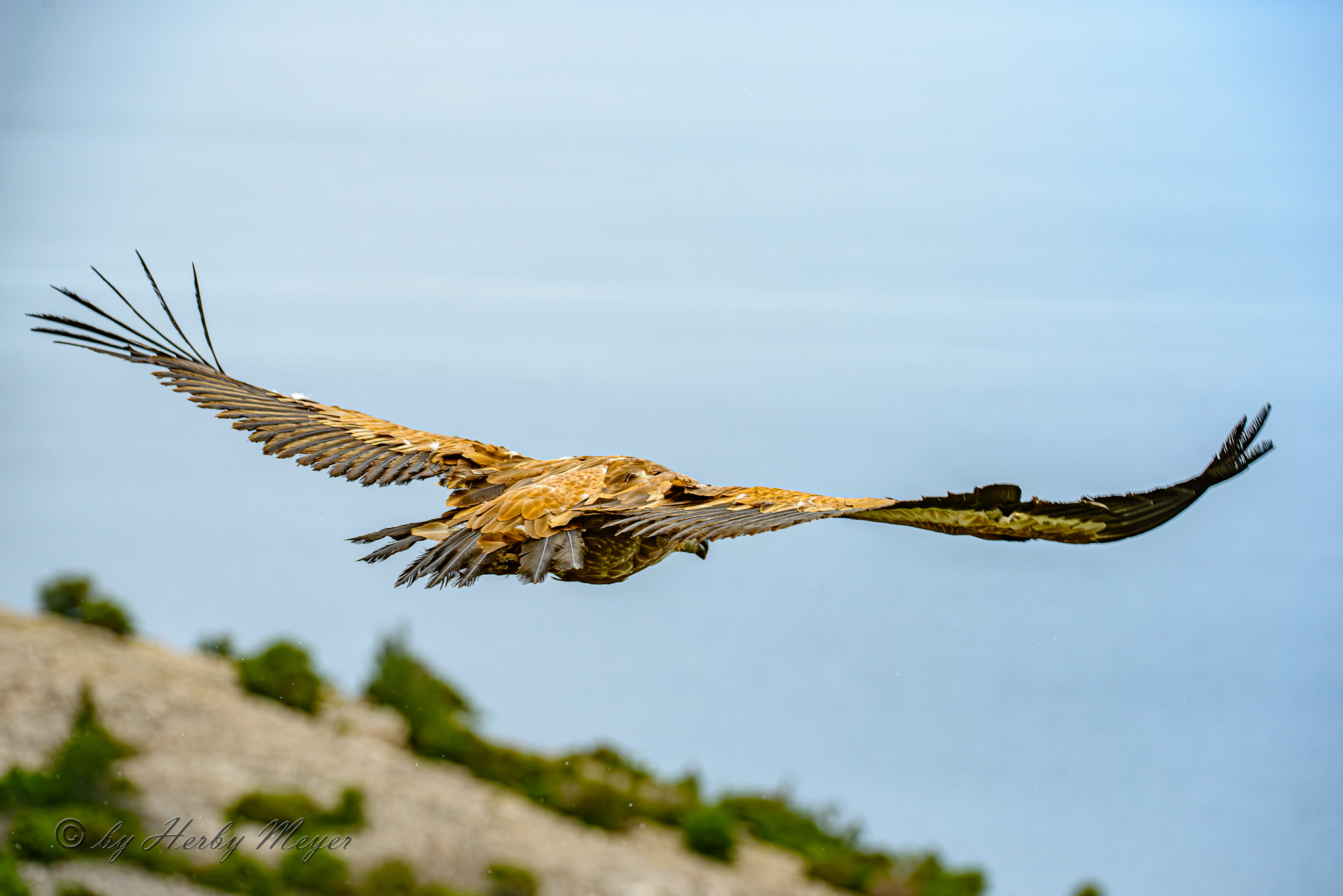 gaensegeier_9237