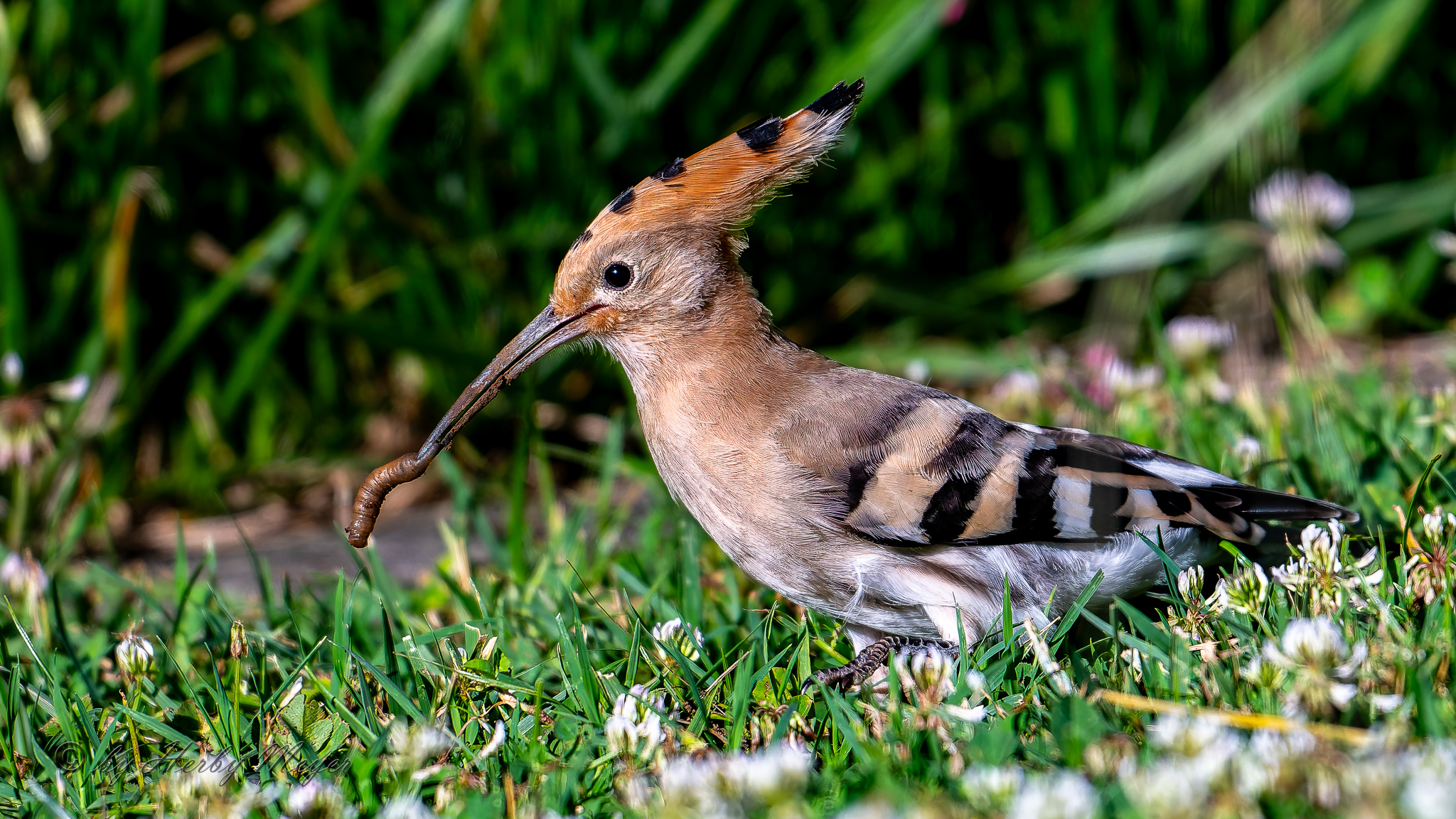 upupa_dsc4636