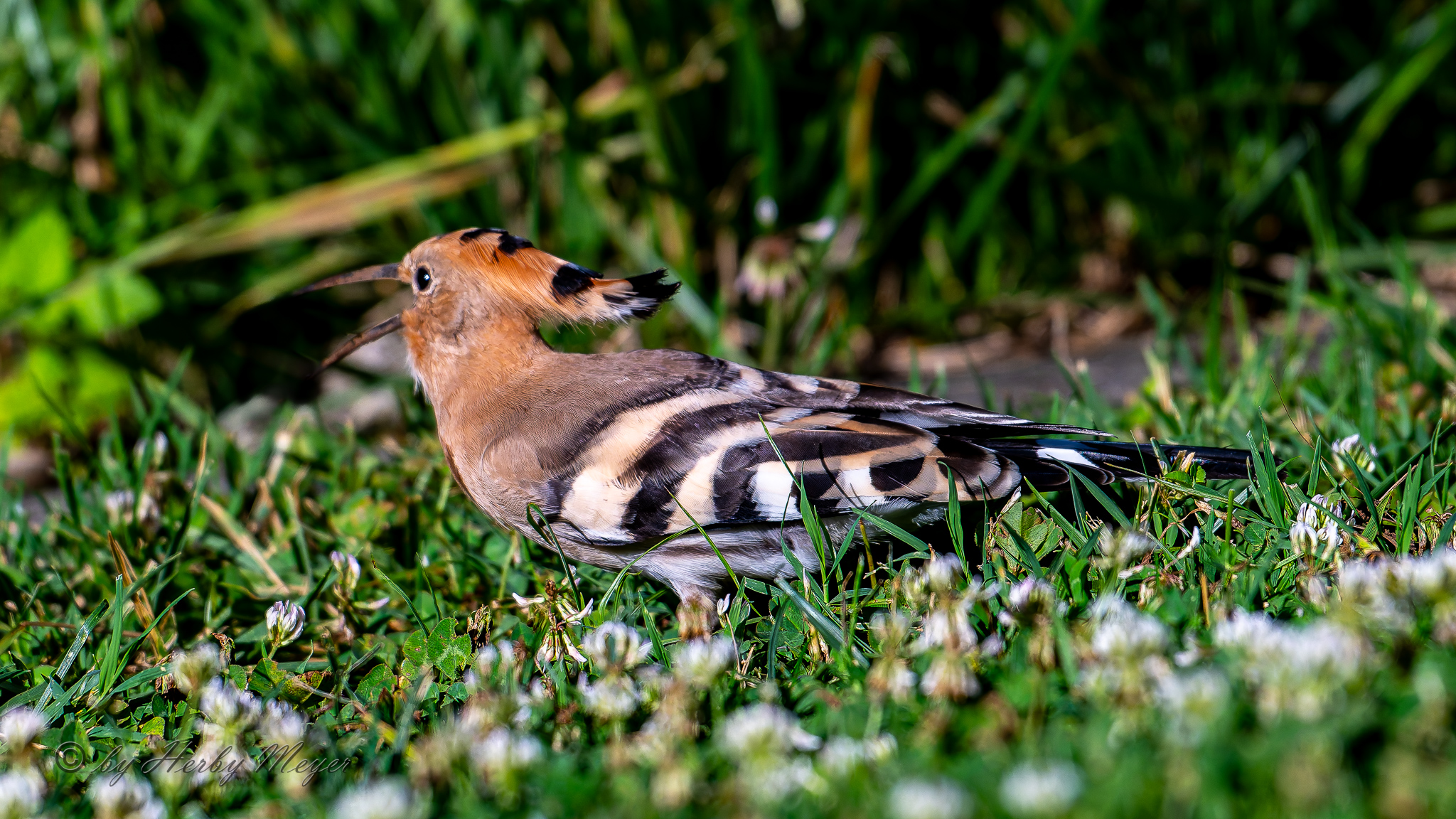upupa_dsc4651