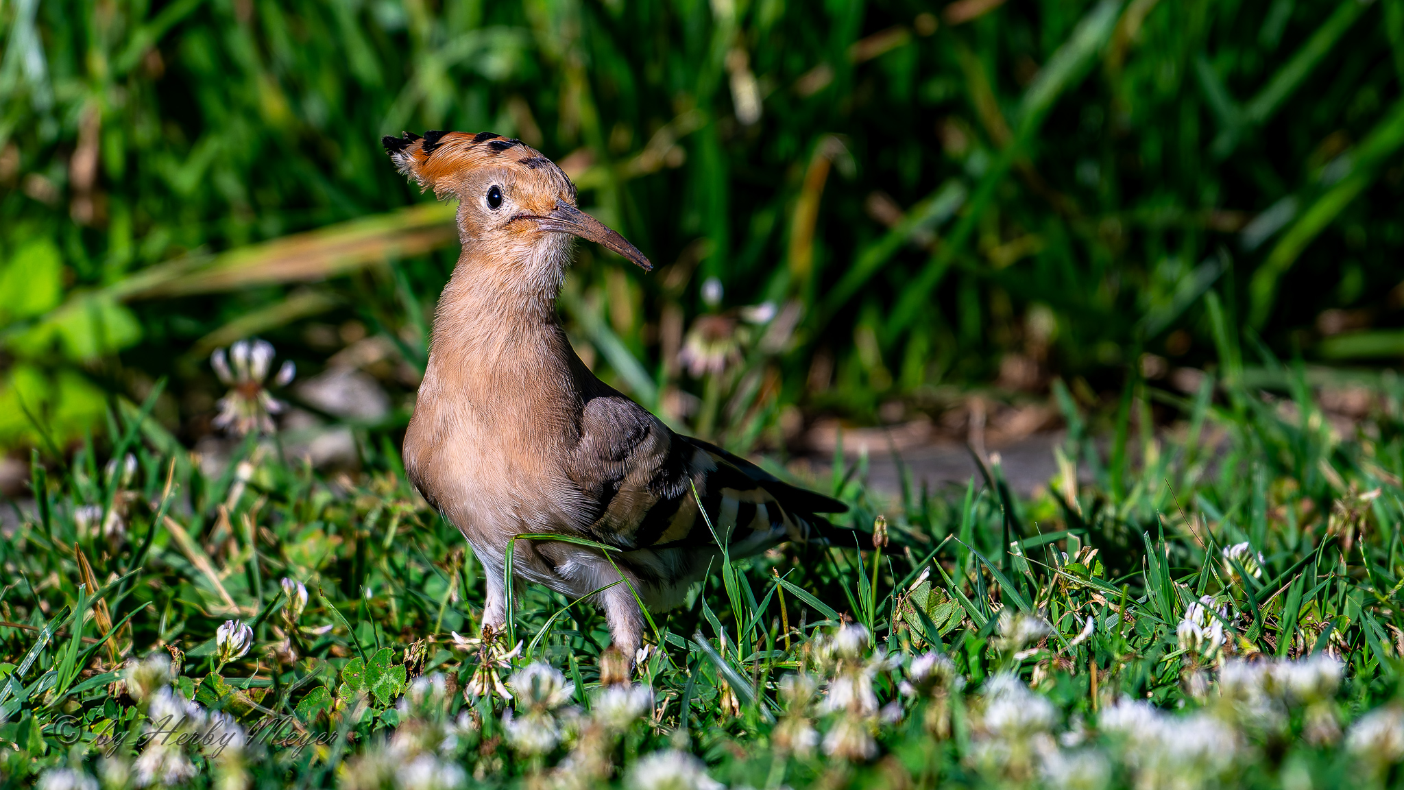 upupa_dsc4661