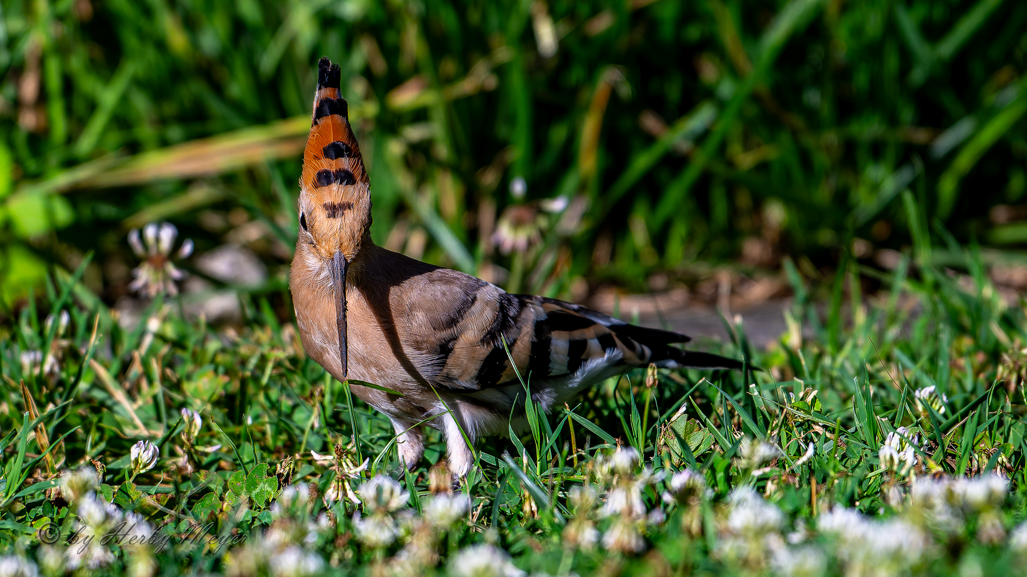 upupa_dsc4664