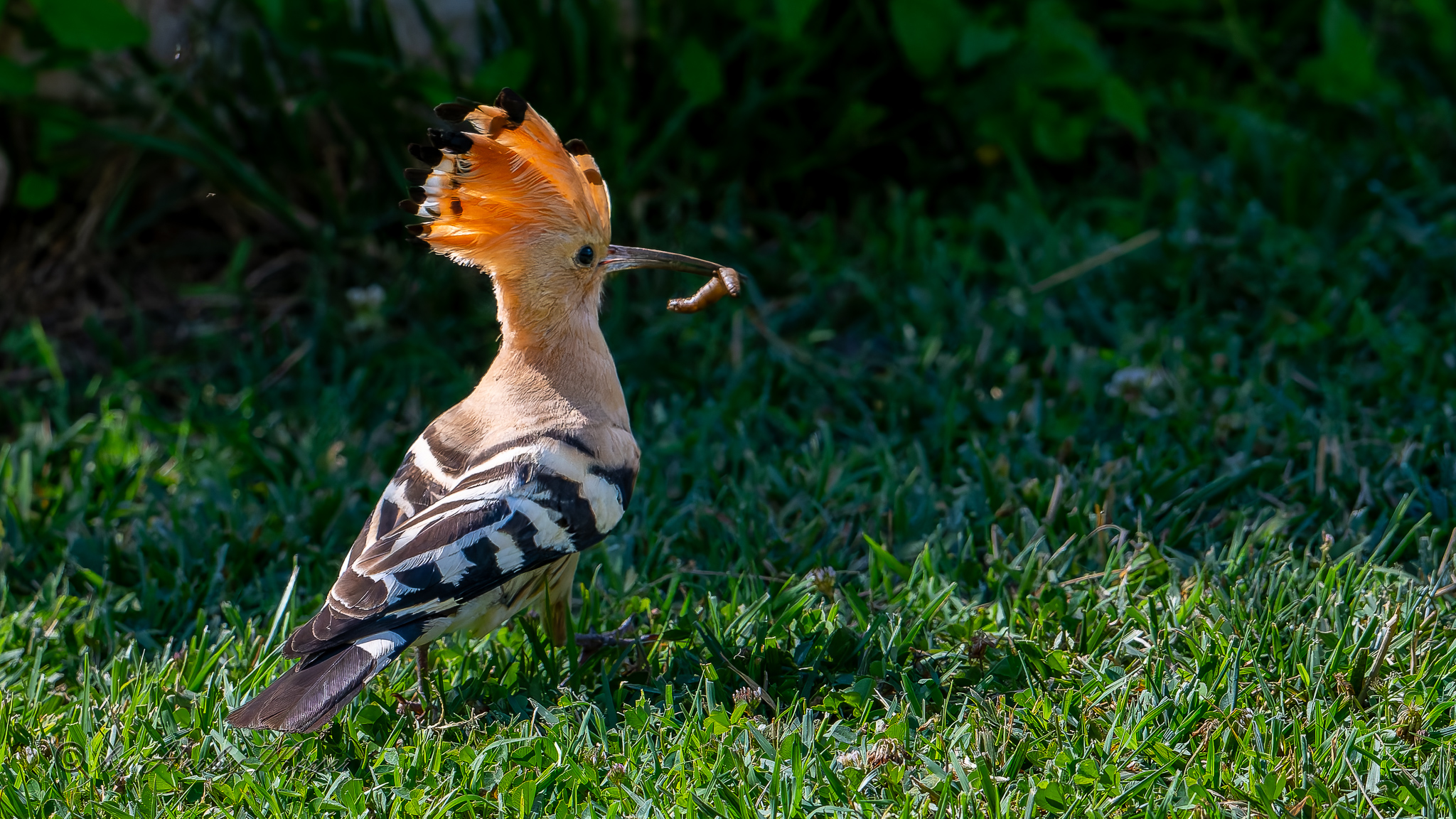 upupa_dsc7564
