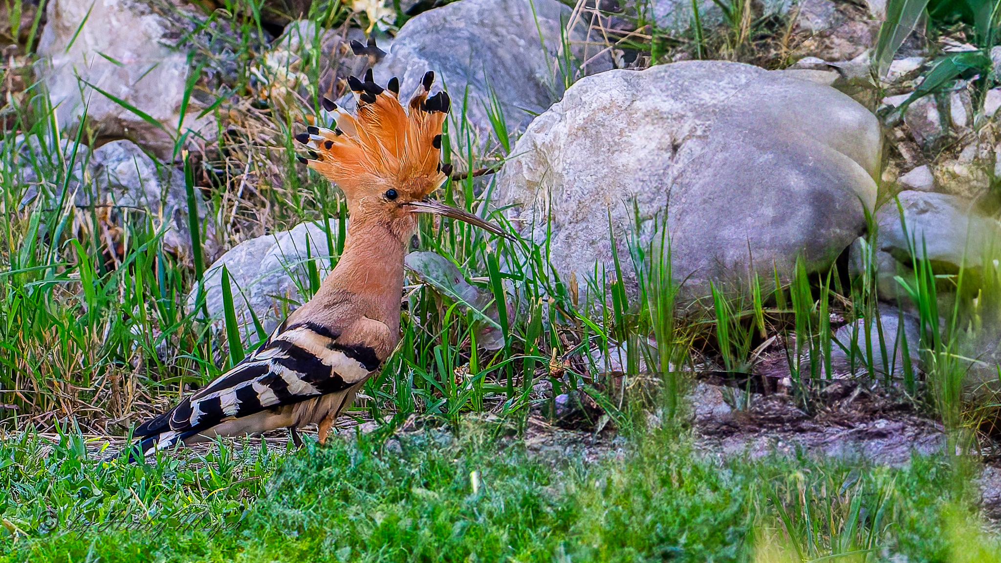 upupa_dsc7678