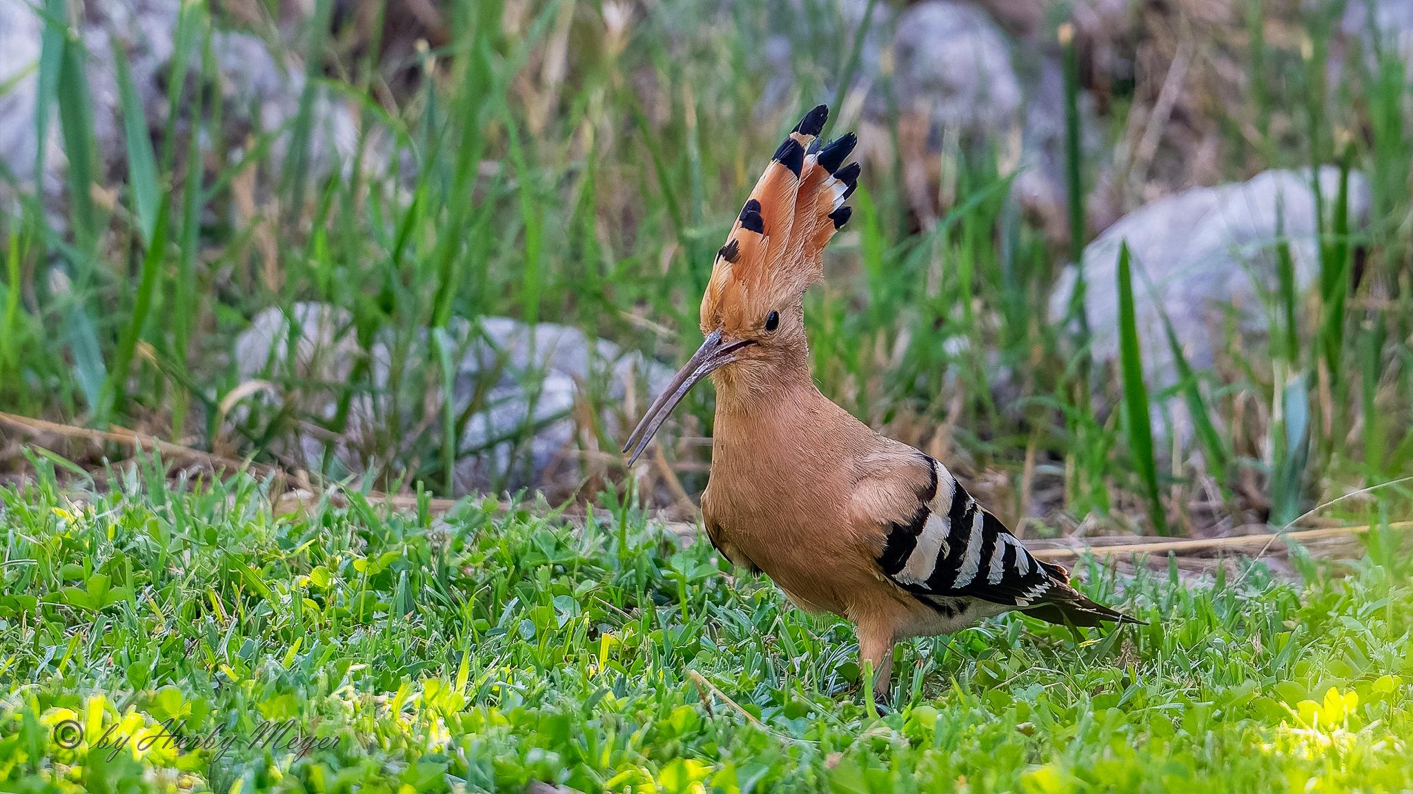 upupa_dsc7679