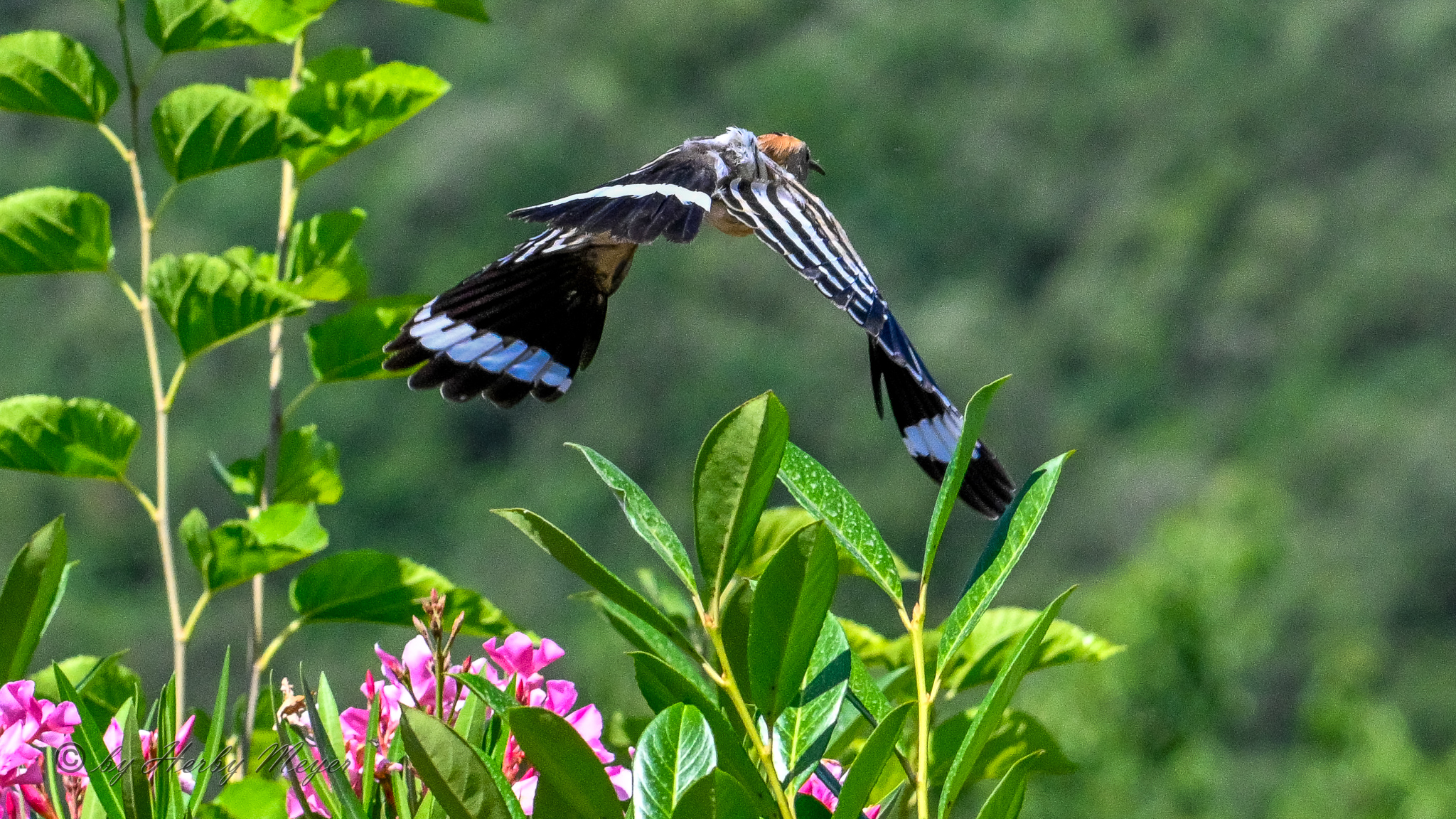 upupa_dsc8249